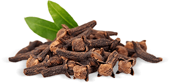 Absinto - ingrediente eficaz contra lombrigas