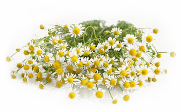 Alho - ingrediente eficaz contra oxiúros