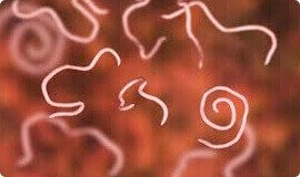 Elimina todos os tipos de parasitas intestinais