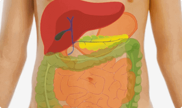Parasitas intestinais roubam nutrientes