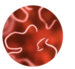 Detalhes da estatística sobre infeções parasitárias